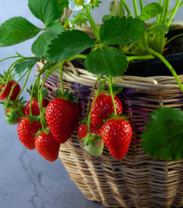 Jahodník previsnutý Pendula - Fragaria - voľnokorenné sadenice jahôd - 2 ks