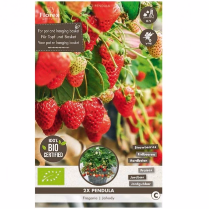 Jahodník previsnutý Pendula - Fragaria - voľnokorenné sadenice jahôd - 2 ks