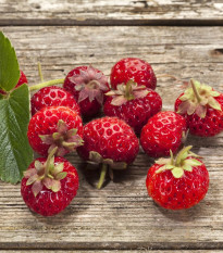 Jahody Framberry - Fragaria ananassa - voľnokorenná sadenica jahôd - 2 ks