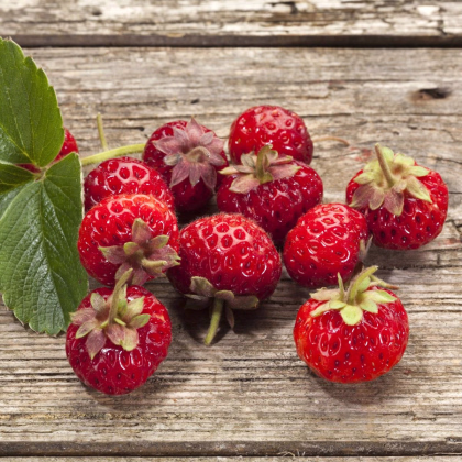 Jahody Framberry - Fragaria ananassa - voľnokorenná sadenica jahôd - 2 ks