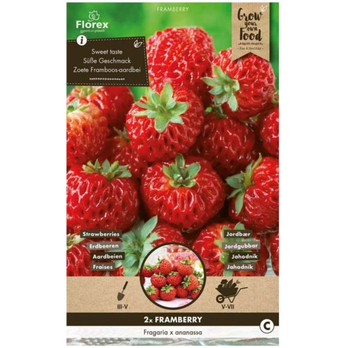Jahoda Framberry - Fragaria ananassa - voľnokorenná sadenica jahôd - 2 ks