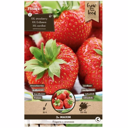 Jahoda Maxim - Fragaria ananassa - voľnokorenná sadenica jahôd - 3 ks