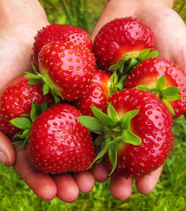 Jahoda Maxim - Fragaria ananassa - voľnokorenná sadenica jahôd - 3 ks