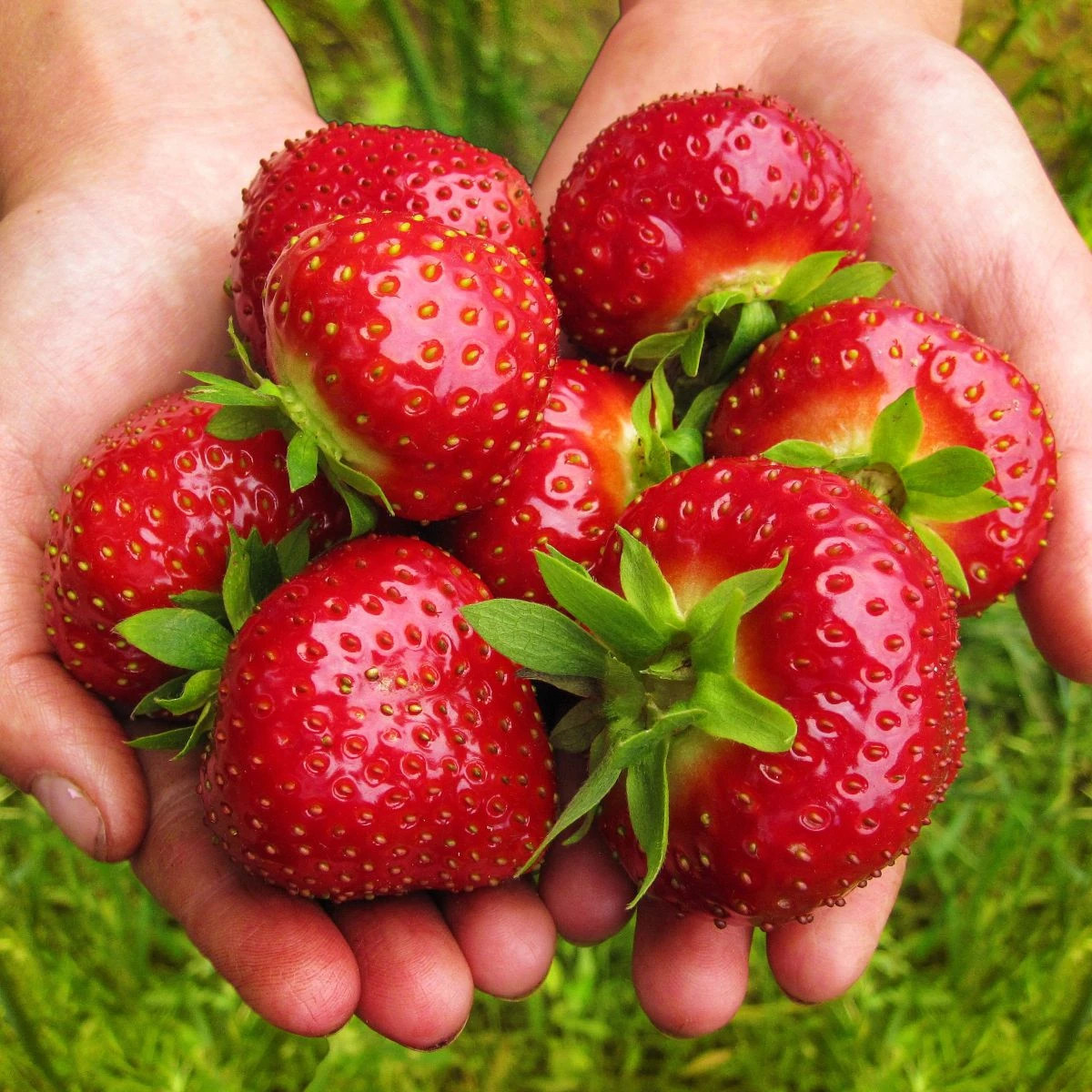 Jahoda Maxim - Fragaria ananassa - voľnokorenná sadenica jahôd - 3 ks