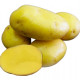 Sadbové zemiaky Camelia - Solanum tuberosum - sadivo - 5 kg