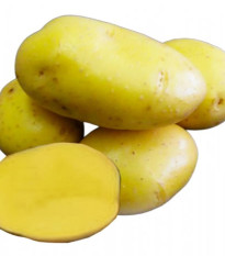 Sadbové zemiaky Camelia - Solanum tuberosum - sadivo - 5 kg
