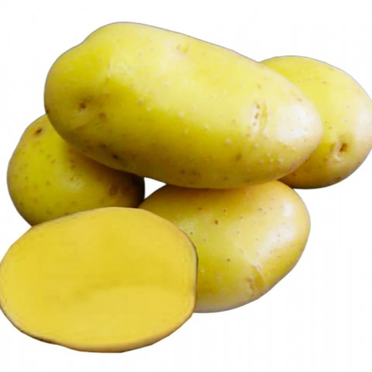 Sadbové zemiaky Camelia - Solanum tuberosum - sadivo - 5 kg