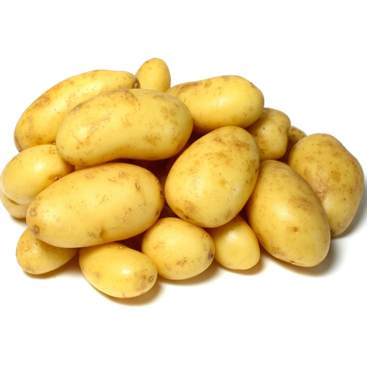 Sadbové zemiaky Camelia - Solanum tuberosum - sadivo - 5 kg
