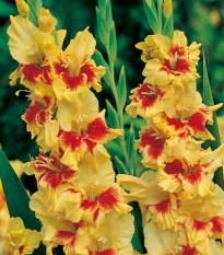 Gladiola Jester - Gladiolus - hľuzy gladiol - 3 ks