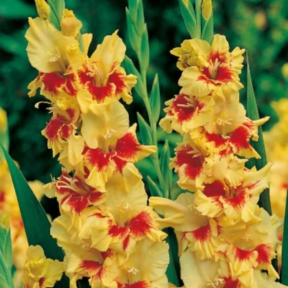 Gladiola Jester - Gladiolus - hľuzy gladiol - 3 ks