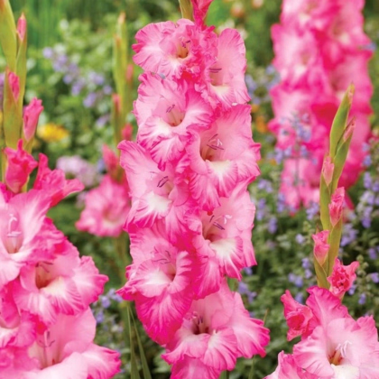 Gladiola Violet King - Gladiolus - hľuzy gladiol - 3 ks