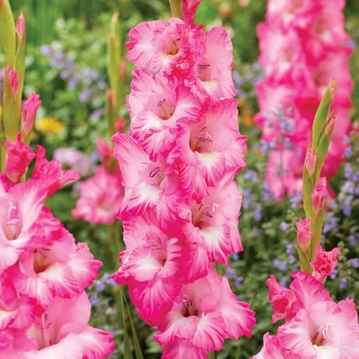 Gladiola Violet King - Gladiolus - hľuzy gladiol - 3 ks