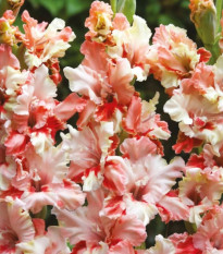 Gladiola Mindset - Gladiolus - hľuzy gladiol - 3 ks