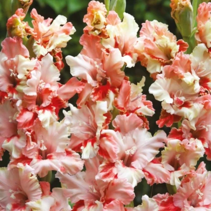 Gladiola Mindset - Gladiolus - hľuzy gladiol - 3 ks