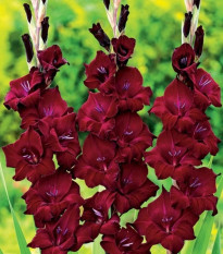 Gladiola At Night - Gladiolus - hľuzy gladiol - 3 ks