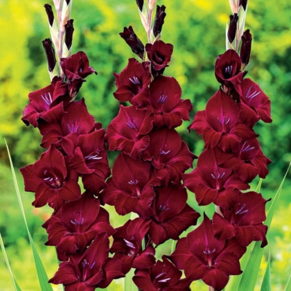 Gladiola At Night - Gladiolus - hľuzy gladiol - 3 ks