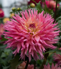 Georgína Nenekazi - Dahlia - hľuzy georgín - 1 ks