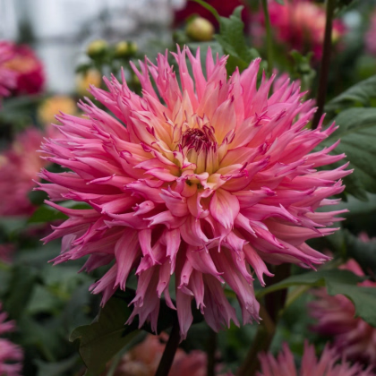 Georgína Nenekazi - Dahlia - hľuzy georgín - 1 ks