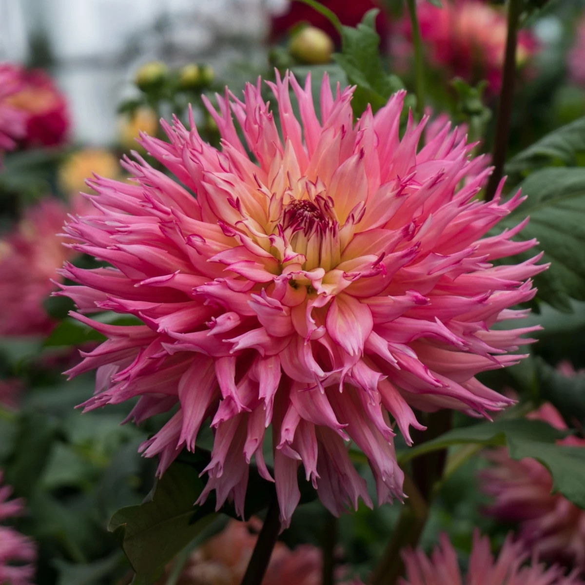 Georgína Nenekazi - Dahlia - hľuzy georgín - 1 ks