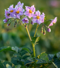 Zemiaky Jubila F1 - Solanum tuberosum - osivo zemiakov - 1 ks