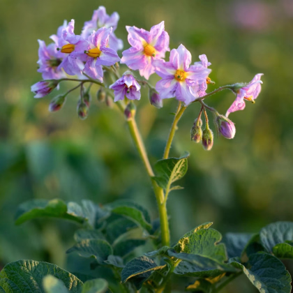 Zemiaky Jubila F1 - Solanum tuberosum - osivo zemiakov - 1 ks