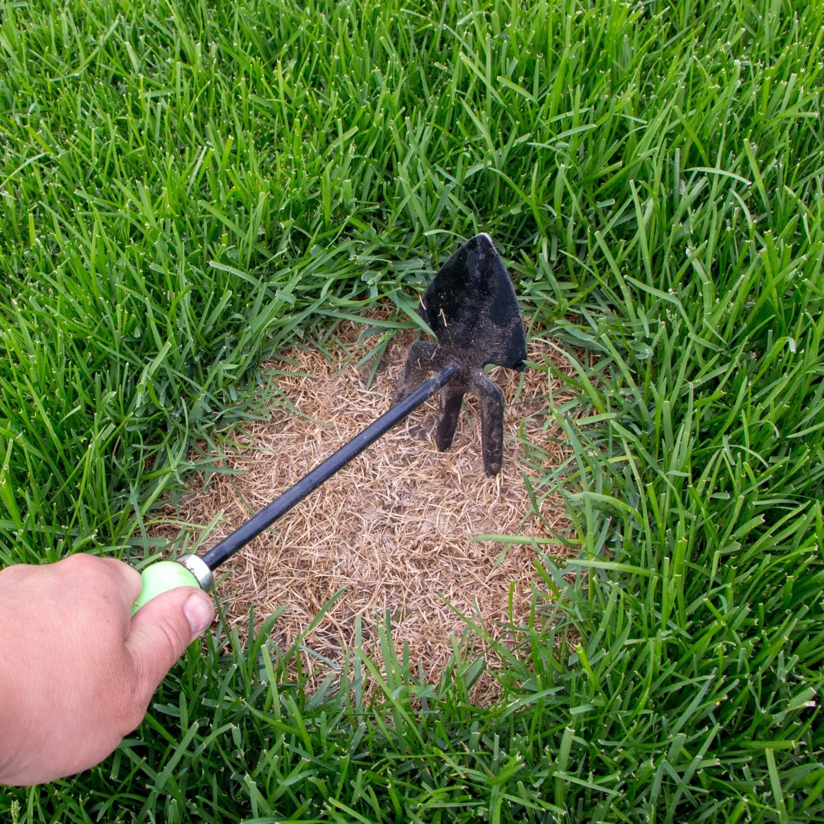 Trávnik na dosev Premium - osivo Kiepenkerl - zmes - 25 g