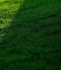 Trávnik pre tienisté stanovištia Premium - osivo Kiepenkerl - zmes - 25 g