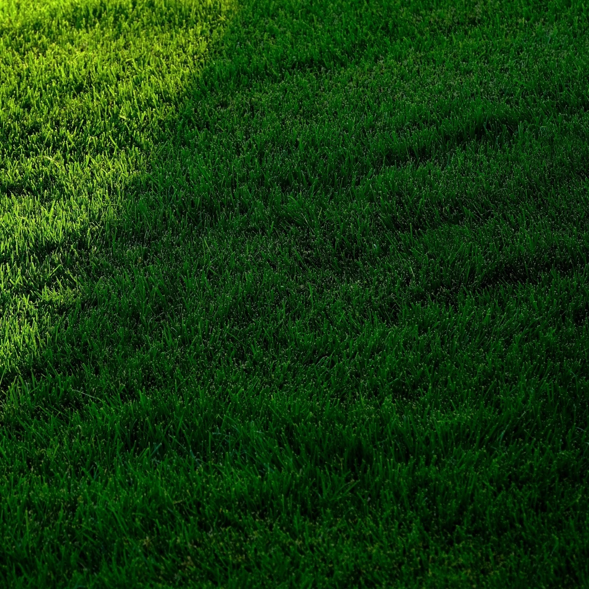 Trávnik pre tienisté stanovištia Premium - osivo Kiepenkerl - zmes - 25 g