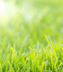 Trávnik pre suché stanovištia Premium Profi Line - osivo Kiepenkerl - zmes - 10 kg