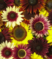 Slnečnica Formular Mix F1 - Helianthus annuus - osivo slnečnice - 6 ks