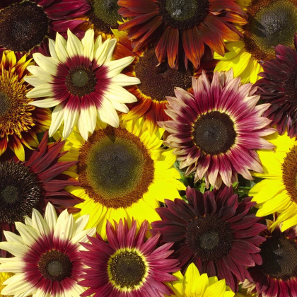 Slnečnica Formular Mix F1 - Helianthus annuus - osivo slnečnice - 6 ks