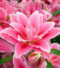 Ľalia Lila Cloud - Lilium - cibuľa ľalií - 1 ks