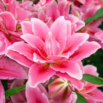 Ľalia Lila Cloud - Lilium - cibuľa ľalií - 1 ks