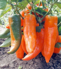 Paprika ročná Timia - Capsicum annuum - osivo papriky - 30 ks