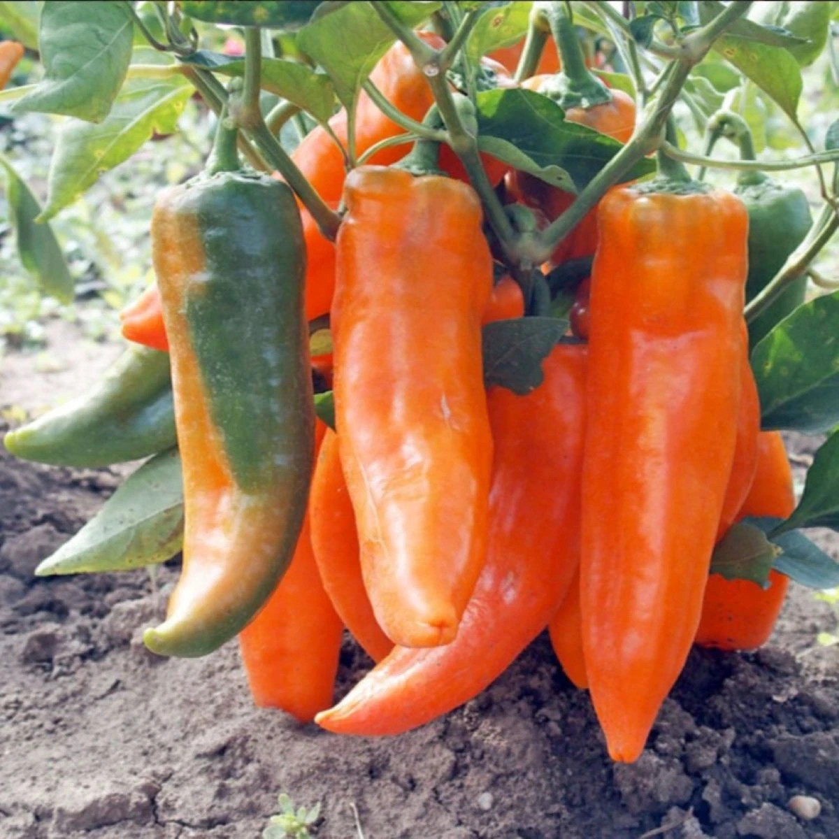 Paprika ročná Timia - Capsicum annuum - osivo papriky - 30 ks
