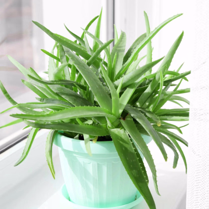 Aloe vera - Barbadensis miller - osivo aloe - 6 ks