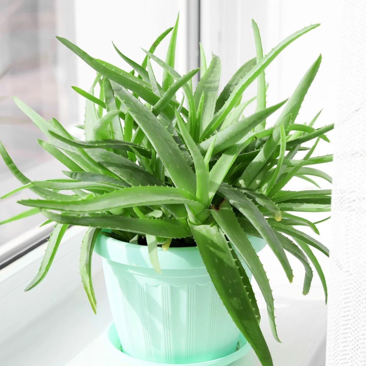 Aloe vera - Barbadensis miller - osivo aloe - 6 ks