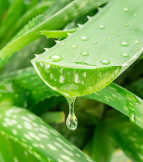 Aloe vera - Barbadensis miller - osivo aloe - 6 ks