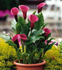 Kala Rose Queen - Zantedeschia - hľuzy kaly - 1 ks