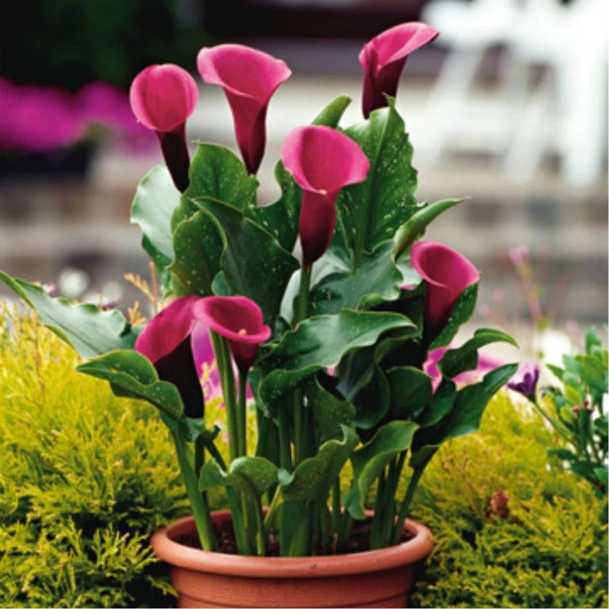 Kala Rose Queen - Zantedeschia - hľuzy kaly - 1 ks