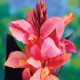 Kana Champion - Canna - hľuzy kany - 1 ks