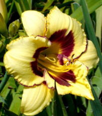 Ľaliovka El Desperado - Hemerocallis - hľuzy ľaliovky - 1 ks