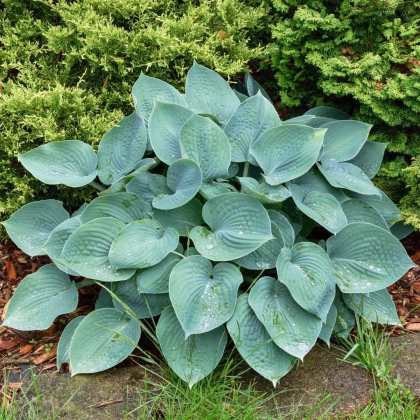 Funkia - Hosta Blue Angel - hľuzy funkií - 1 ks