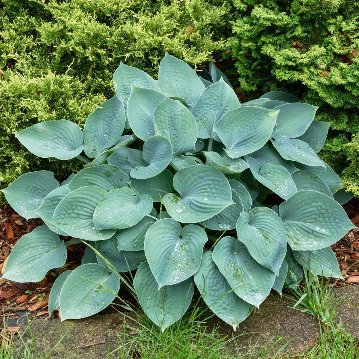 Funkia - Hosta Blue Angel - hľuzy funkií - 1 ks