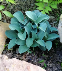 Funkia - Hosta Mouse Ears - predaj hľúz
