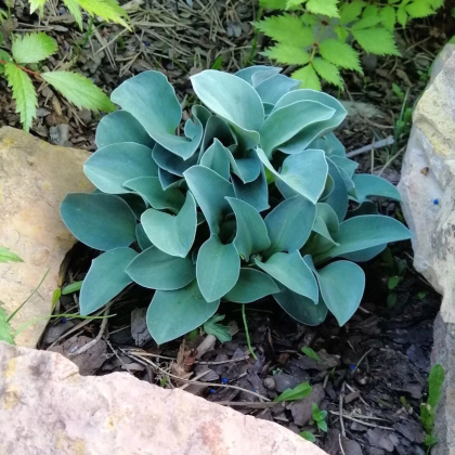 Funkia - Hosta Mouse Ears - predaj hľúz