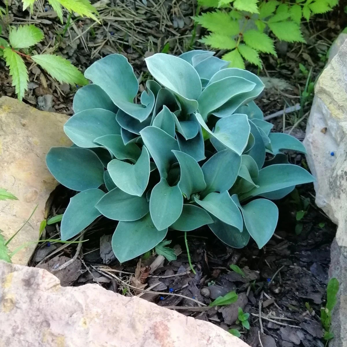 Funkia - Hosta Mouse Ears - predaj hľúz