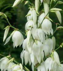 Juka vláknitá - Yucca filamentosa - hľuzy juky
