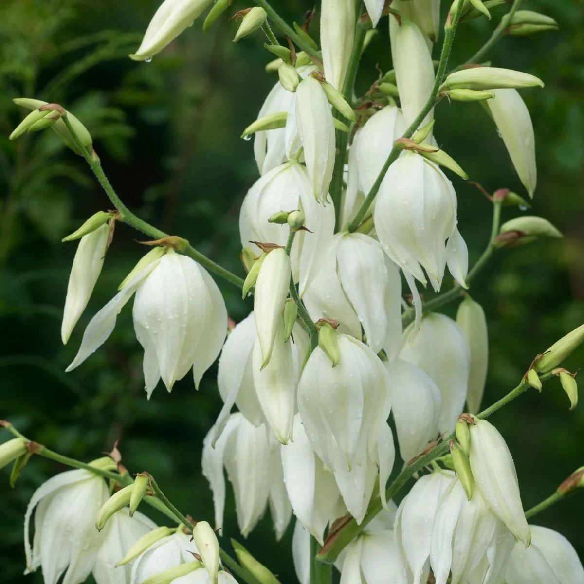 Juka vláknitá - Yucca filamentosa - hľuzy juky