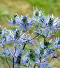 Kotúč alpínsky - Eryngium Alpinum - voľnokorenná sadenica kotúča - 1 ks